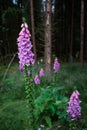 Digitalis purpurea flower, foxglove,common foxglove, purple foxglove,lady's glove. Dark unsharp trees and forest in Royalty Free Stock Photo