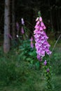 Digitalis purpurea flower, foxglove,common foxglove, purple foxglove,lady's glove. Dark unsharp trees and forest in Royalty Free Stock Photo