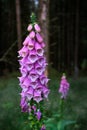 Digitalis purpurea flower, foxglove,common foxglove, purple foxglove,lady's glove. Dark unsharp trees and forest in Royalty Free Stock Photo