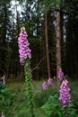 Digitalis purpurea flower, foxglove,common foxglove, purple foxglove,lady's glove. Dark unsharp trees and forest in Royalty Free Stock Photo