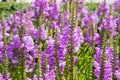 Digitalis purpurea flower in a green background.