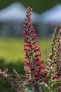 Digitalis Purpurea Flower -Purple Foxglove- in bloom, Scrophulariaceae Family