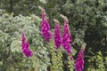 Digitalis purpurea flowers blooming in spring Royalty Free Stock Photo