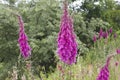 Digitalis purpurea flowers blooming in springtime Royalty Free Stock Photo