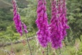 Digitalis purpurea flowers blooming in springtime Royalty Free Stock Photo
