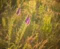 Digitalis purpurea, foxglove in a uncultivated meadow at sundown