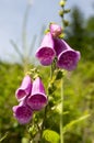 Digitalis purpurea high plant with purple violet flowers