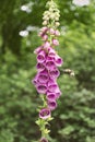 Digitalis purpurea