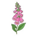 Digitalis purpurea medical plant