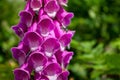 Digitalis purpurea in the mountains of Spain