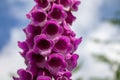 Digitalis purpurea in the mountains of Spain