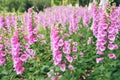 Digitalis purpurea, bell-shaped flowers. Many purple foxglove flowers.