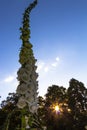 White foxglove in the evening sun Royalty Free Stock Photo