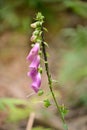 Digitalis purpurea wildplant