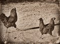 Digitally aged image of two chickens / roosters on gravel road