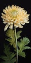 Hyper Realistic Chrysanthemum With Stem