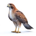 Majestic Red-Tailed Hawk Isolated on White Background Royalty Free Stock Photo