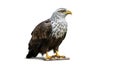 A digitally created image of an eagle standing on a rock against a plain white background. The Royalty Free Stock Photo