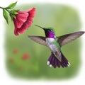 A digitally created image of a hummingbird in mid-flight approaching a pink bell- Royalty Free Stock Photo