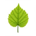 A digitally created image of a realistic green leaf, displaying a symmetrical heart Royalty Free Stock Photo