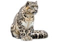 A digitally created image of a snow leopard (*Panthera uncia*), Royalty Free Stock Photo