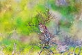 Digitally created watercolor painting of a Brown thrasher Toxostoma rufum perched enjoying the evening sun