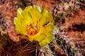 Digitally created watercolor painting of Cactus opuntia phaecantha with single blossom in natural environment