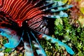 Digitally created watercolor painting of dangerous lionfish hovering over the coral reef Royalty Free Stock Photo