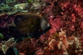 Digitally created watercolor painting of a French Angelfish swimming over a coral reef.