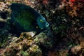 Digitally created watercolor painting of a French Angelfish swimming over a coral reef.