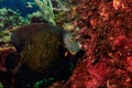 Digitally created watercolor painting of a French Angelfish swimming over a coral reef.