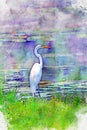 Digitally created watercolor painting of a Great Egret or Great White Heron looking across the water.