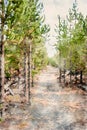 Digitally created watercolor painting of a hiking trail through lodgepole pine forest in Yellowstone Royalty Free Stock Photo
