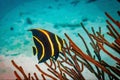 Digitally created watercolor painting of Juvenile French Angelfish Pomacanthus paru swimming over the coral reef