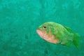 Digitally created watercolor painting of a largemouth bass with red eyes Micropterus salmoides