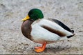 Digitally created watercolor painting of a mature male mallard duck Anas platyrhynchos wild duck resting on the shore Royalty Free Stock Photo