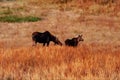 Digitally created watercolor painting of a moose cow and calf eating together in open field in Yellowstone Royalty Free Stock Photo