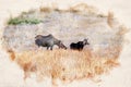 Digitally created watercolor painting of a Moose Mother And Her Calf in Yellowstone