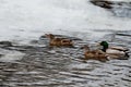 Digitally created watercolor painting of multiple wild Mallard Ducks Anas platyrhynchos swimming in a frozen river Royalty Free Stock Photo