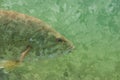 Digitally created watercolor painting of the profile of a largemouth bass Micropterus salmoides Royalty Free Stock Photo