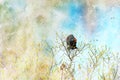 Digitally created watercolor painting of a Red-Winged Blackbird Agelaius phoeniceus perched in brush Royalty Free Stock Photo