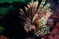 Digitally created watercolor painting of a stunning and poisonous lionfish Royalty Free Stock Photo