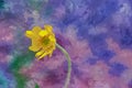 Digitally created watercolor painting of a stunning wild yellow Lanceleaf Coreopsis in the natural ecosystem