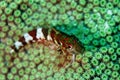 Digitally created watercolor painting of a Tiny Saddled Blenny resting on coral