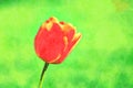 Digitally created watercolor painting of a transparent orange tulip Isolated