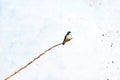 Digitally created watercolor painting of a Tree Swallow Tachycineta bicolor bird perched high on a long tree branch