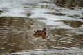 Digitally created watercolor painting of wild adult female Mallard Ducks Anas platyrhynchos swimming in a frozen river Royalty Free Stock Photo