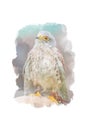 Digitally drawing watercolor style of common kestrel