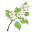 Pink apple blossom flower illustration