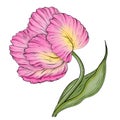 Pink tulip flower illustration